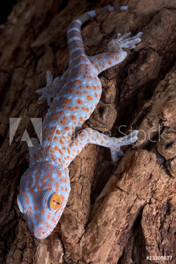 Picture of Tokay gecko climbing down tree